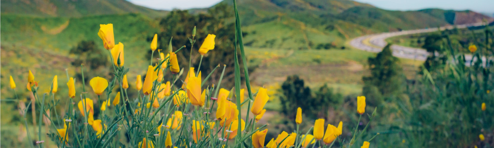 Contact Us Lake Elsinore CA, Valley Endodontics